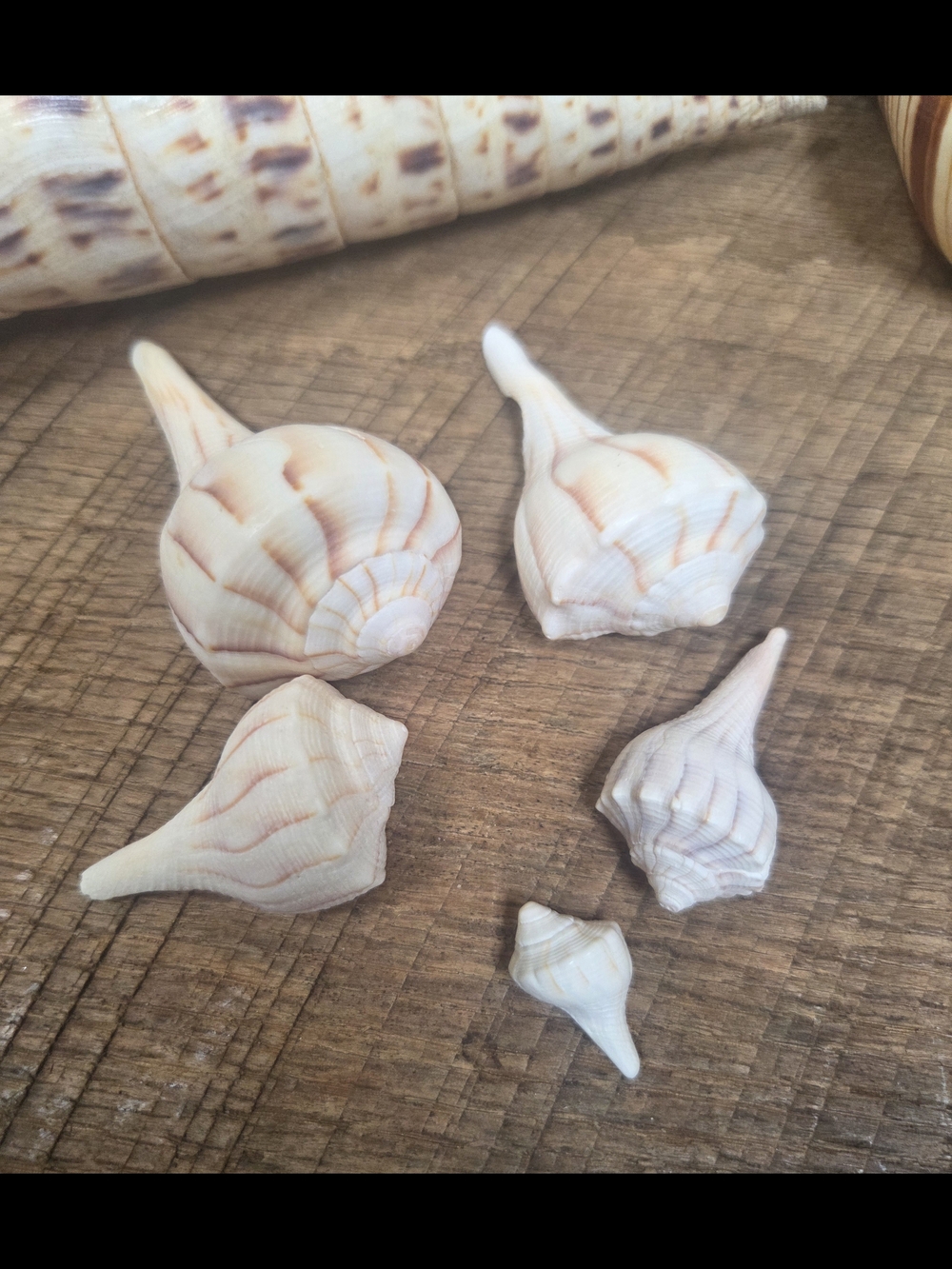35 Assorted Natural Seashell Personal Collection - Bin R - Picture 16 of 16